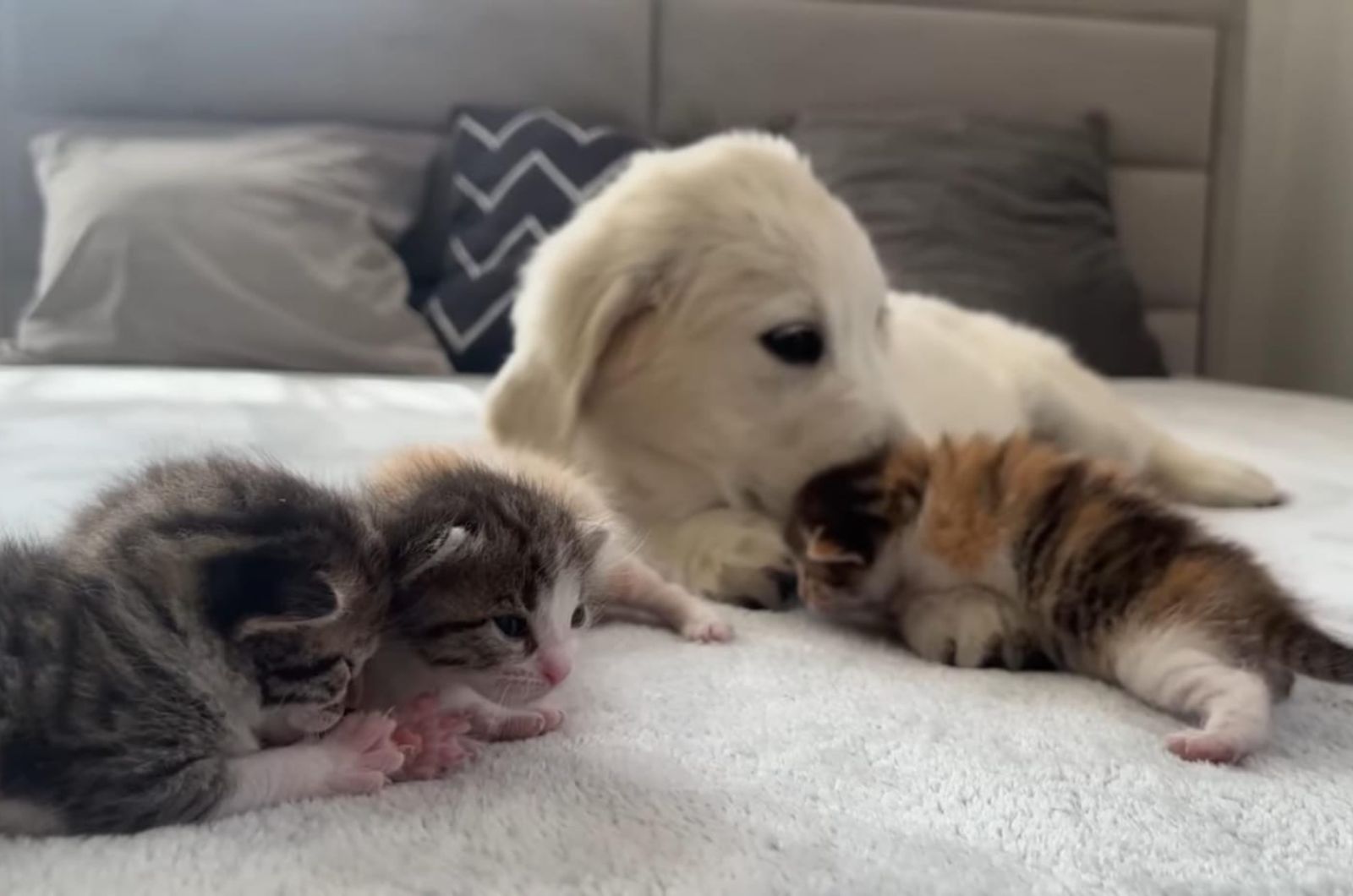 dog playing with kittens