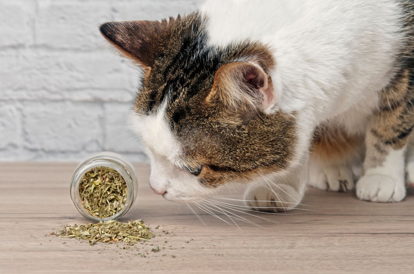 cat sniffing catnip