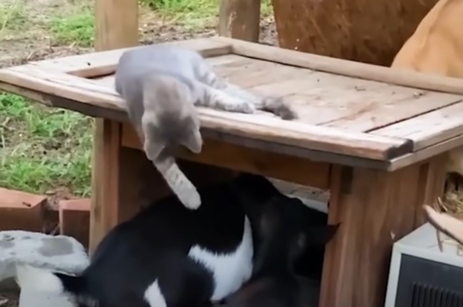 kitten lying on wooden box