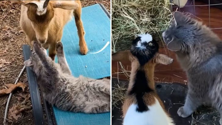 Stray Cat Wanders Off Onto A Farm And Finds His Place Among Goats