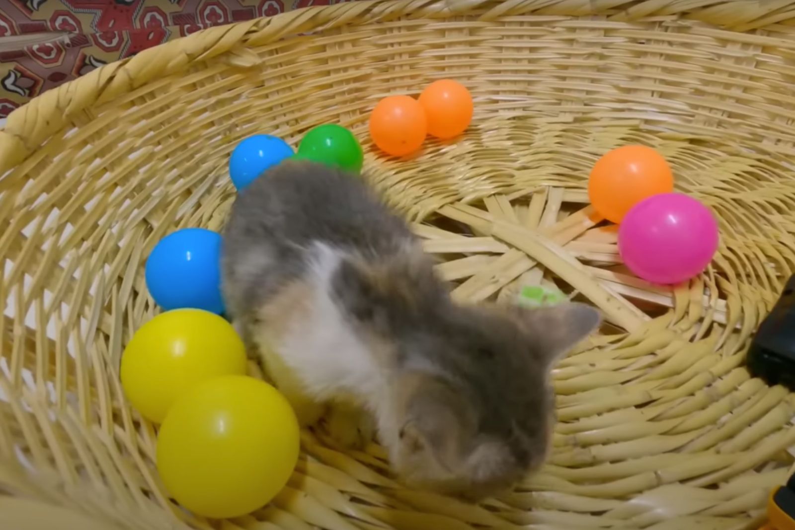 kitten in a basket