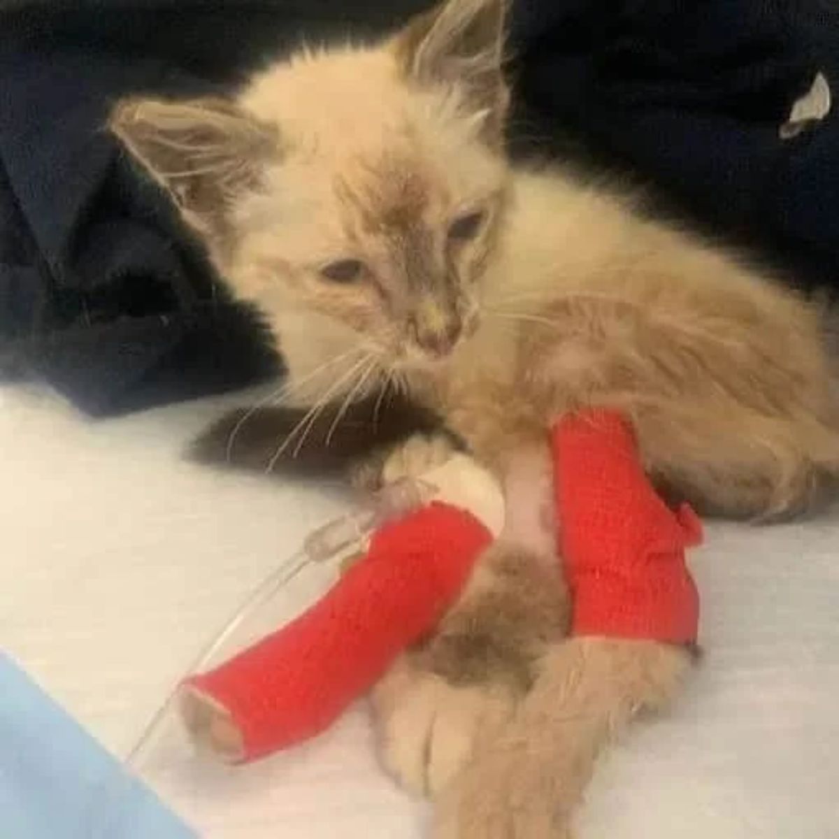 poor injured cat