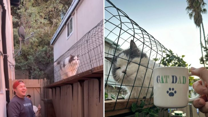 Every Indoor Cat Dreams Of A Catwalk Like This And This Cat Dad Made It Happen