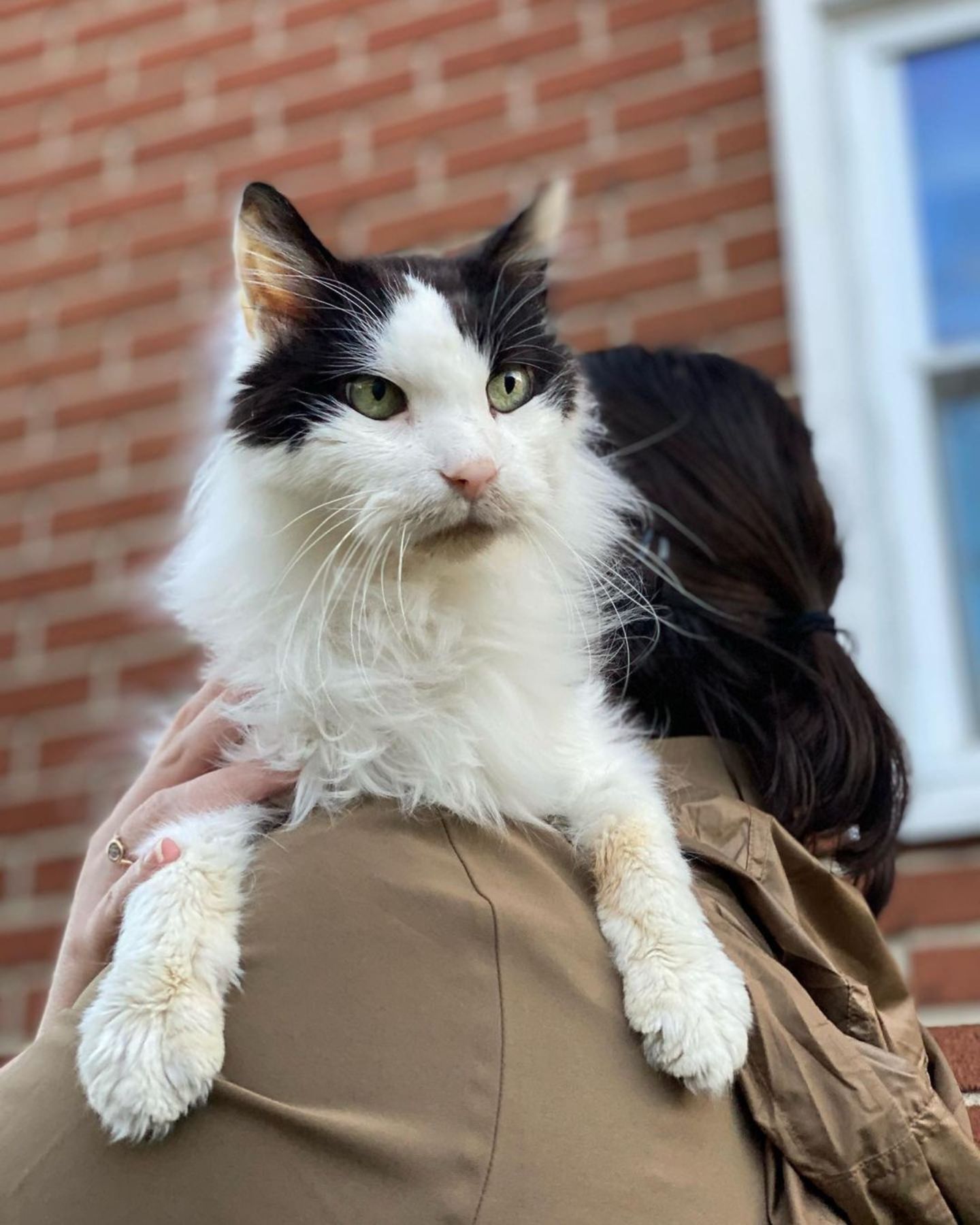 man carrying cat on shoulder