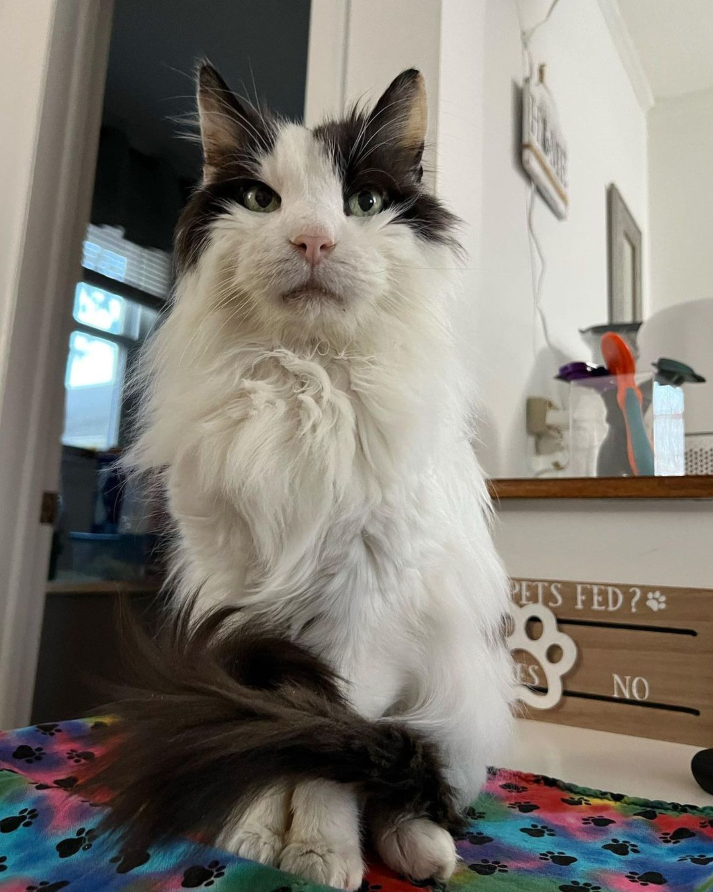 elderly cat sitting on bed