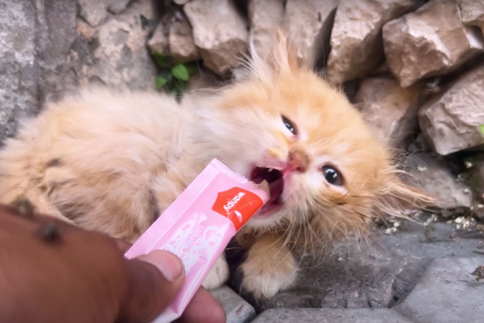 man helping injured cat