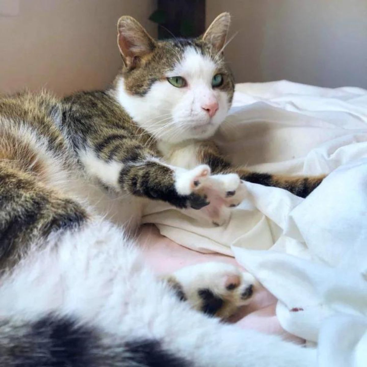 cat on the bed