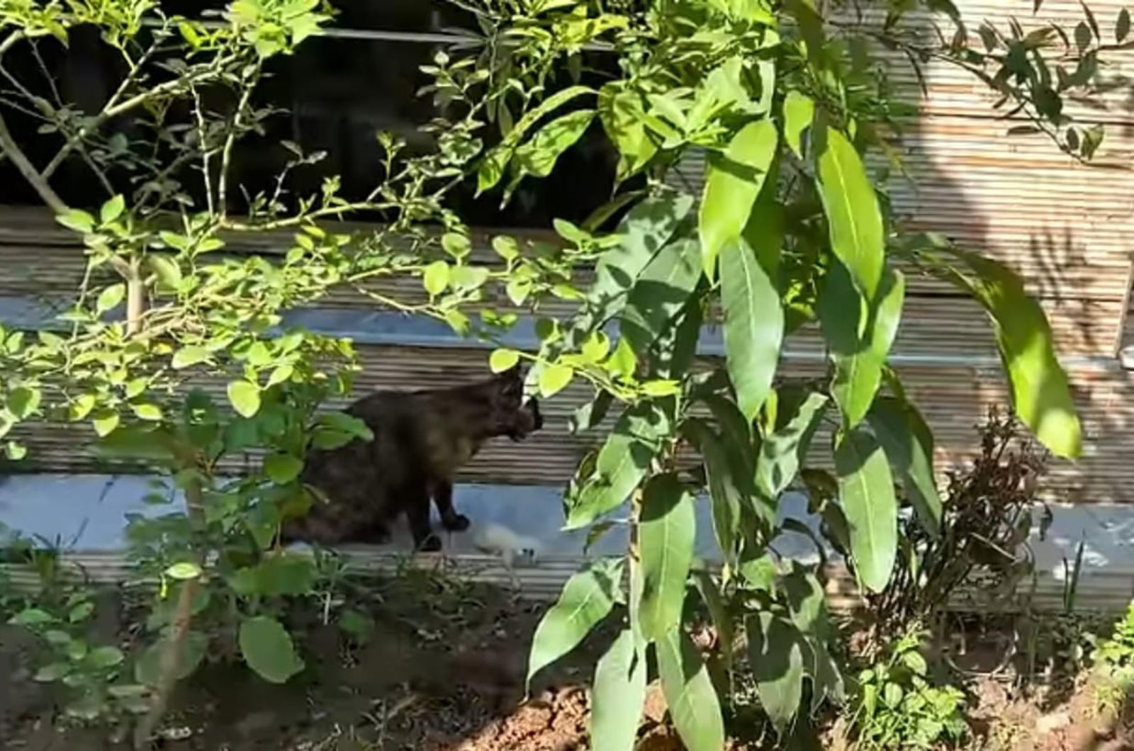 black cat sitting