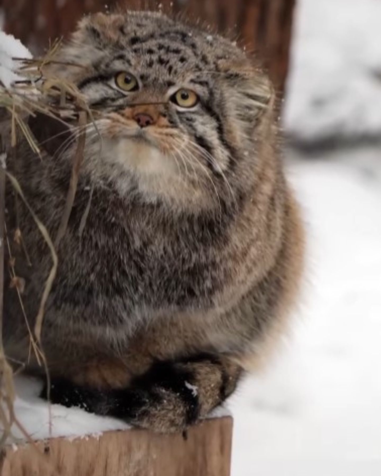 Pallas cat