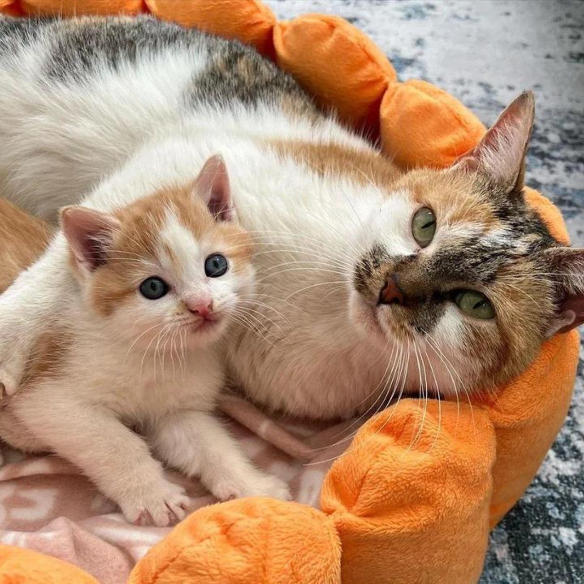 mama cat with kitten