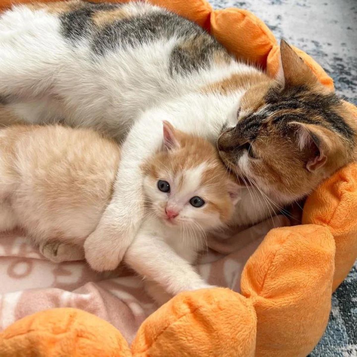 mama cat hugging her kitten