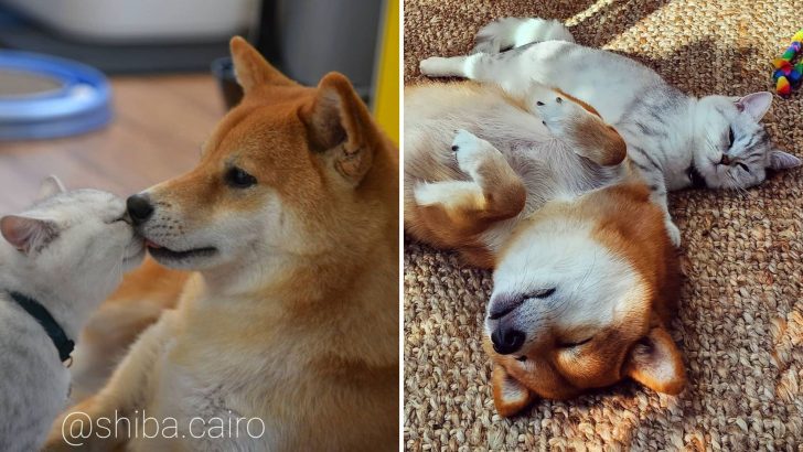 Lovely British Shorthair Becomes The Perfect Companion For This Sweet Lonely Dog