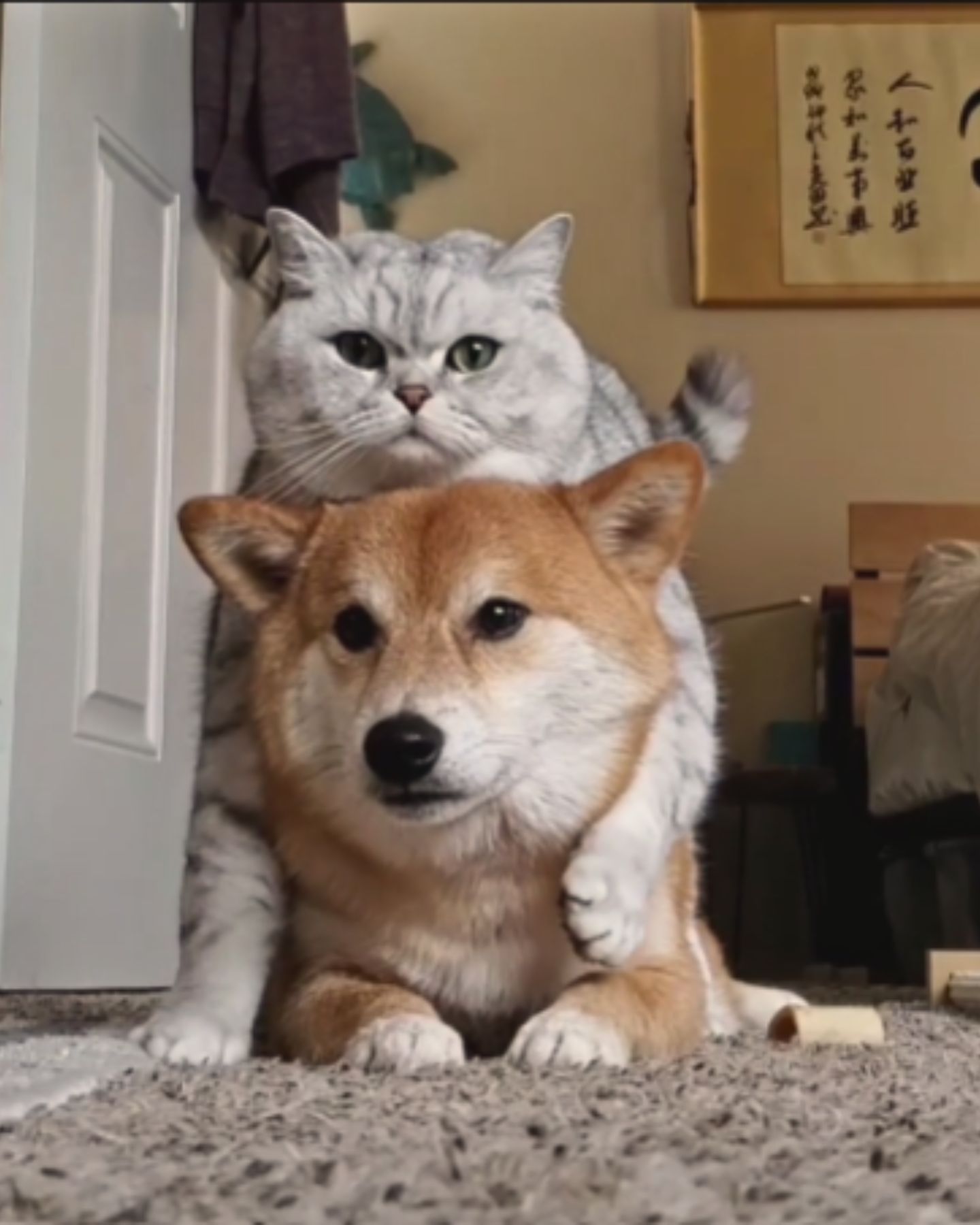 cat laying on a dog