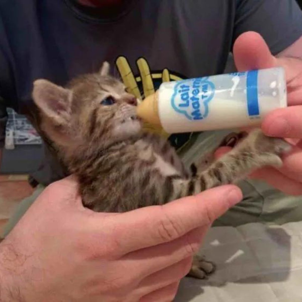 kitten drinking milk