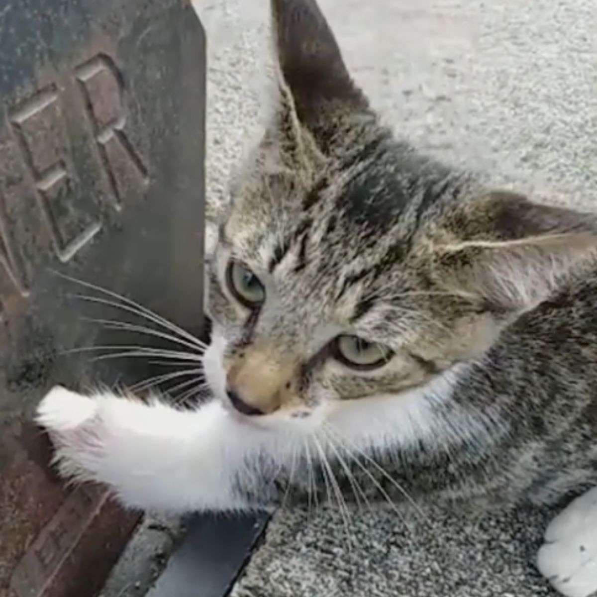 adorable gray kitten