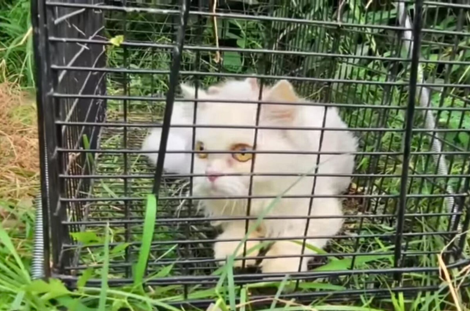 cat in a kennel