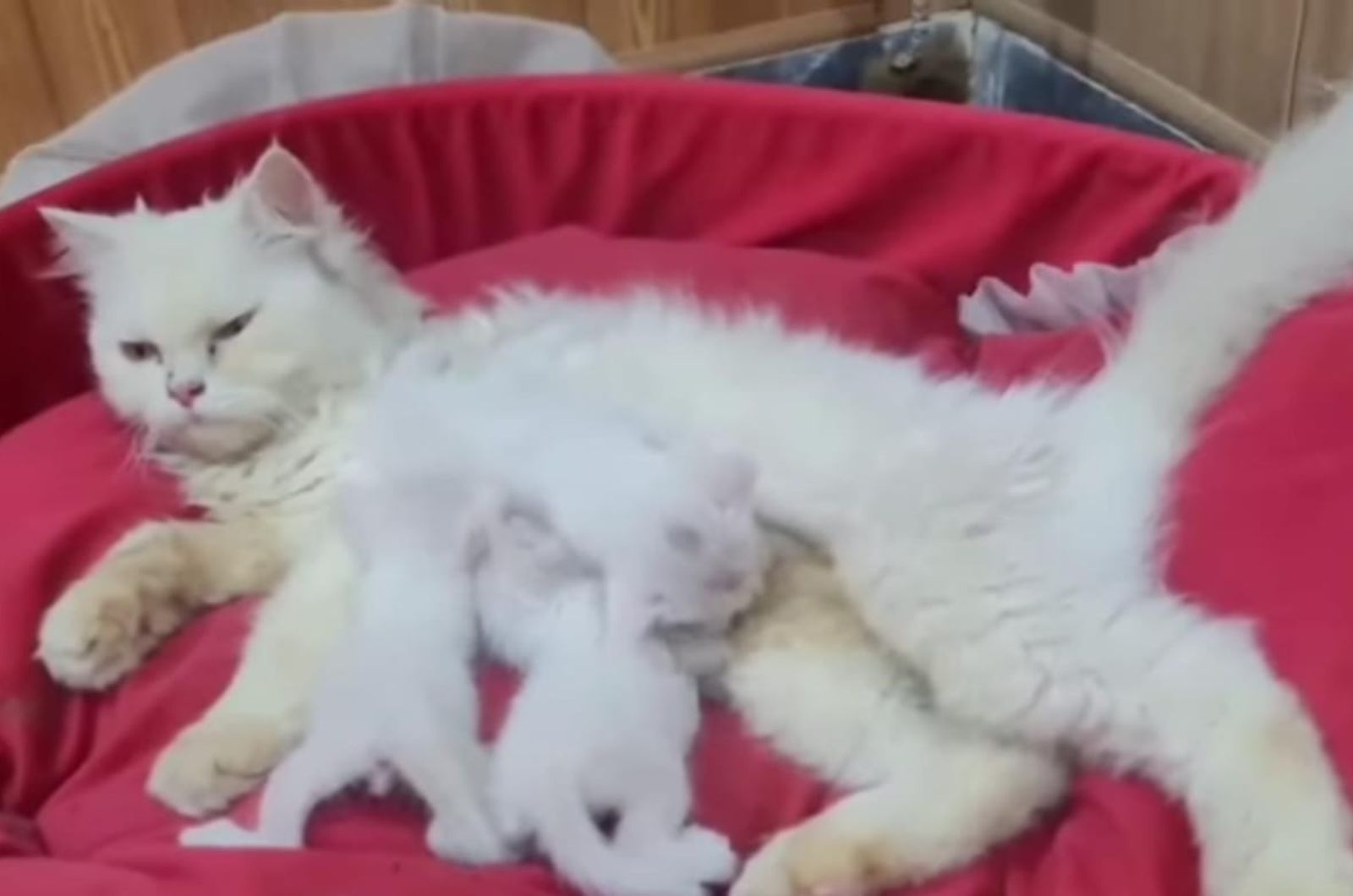 cat nursing the kittens