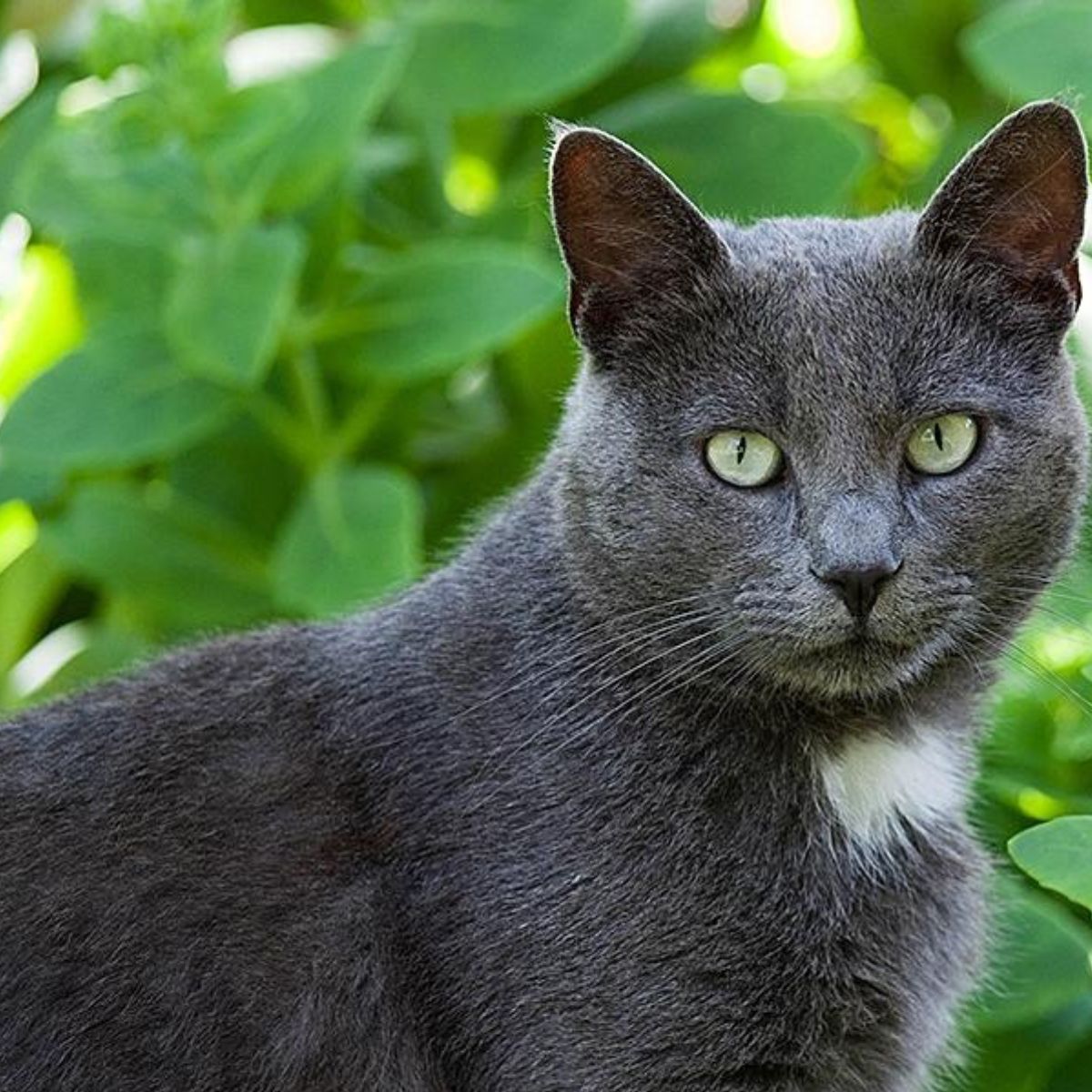 adorable gray cat