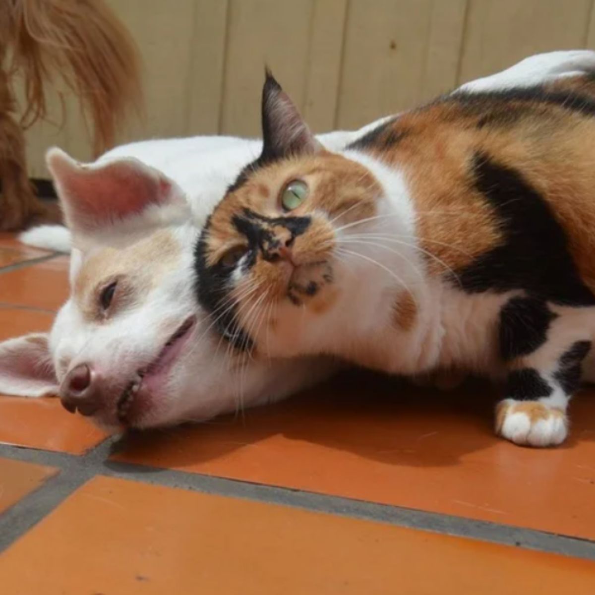 cat and dog friends