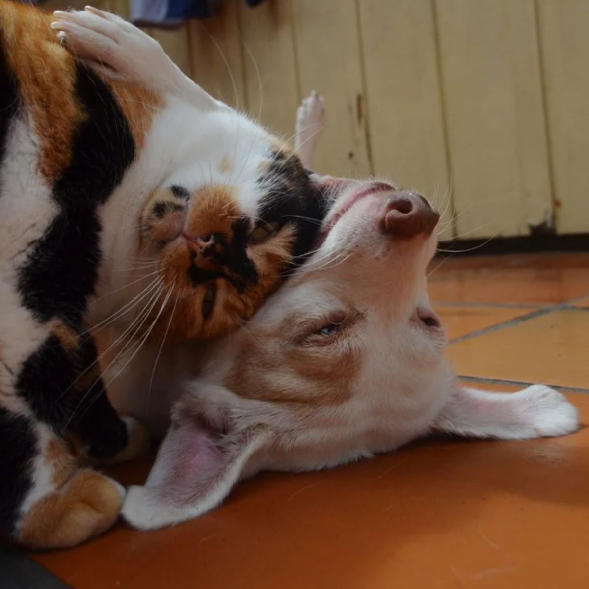 cat and dog hugging