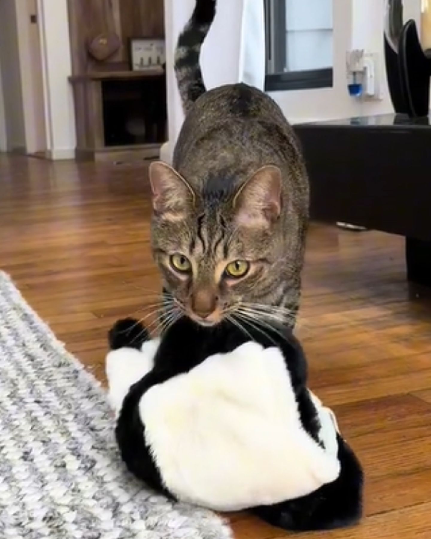 cat holding a panda costume