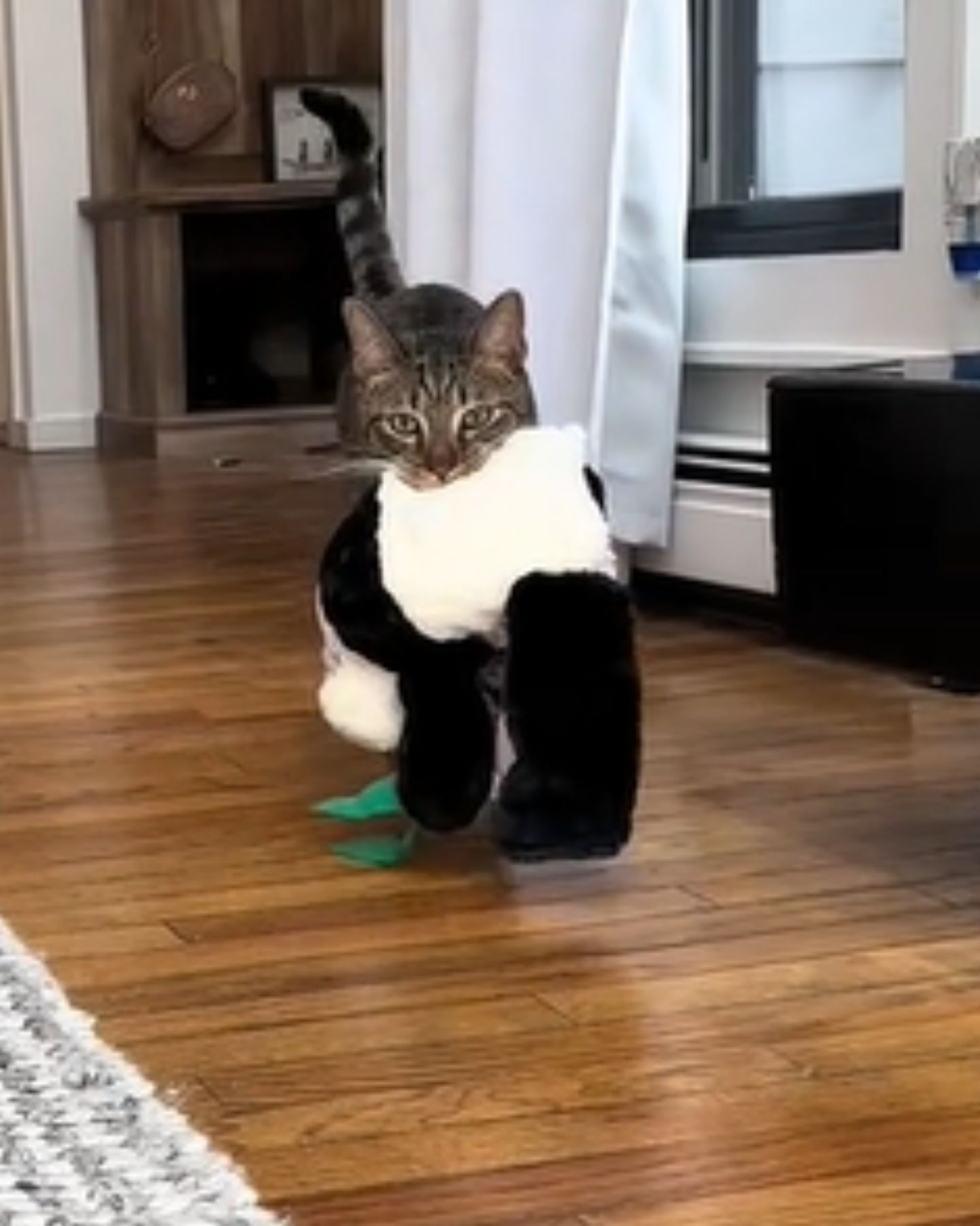 cat in panda costume