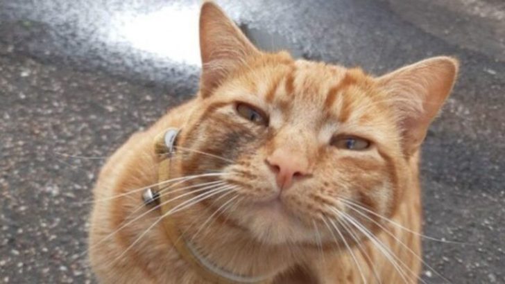 Lost Cat Struggles To Find His Family So He Travels 24 Miles To A Special Place He Never Forgot