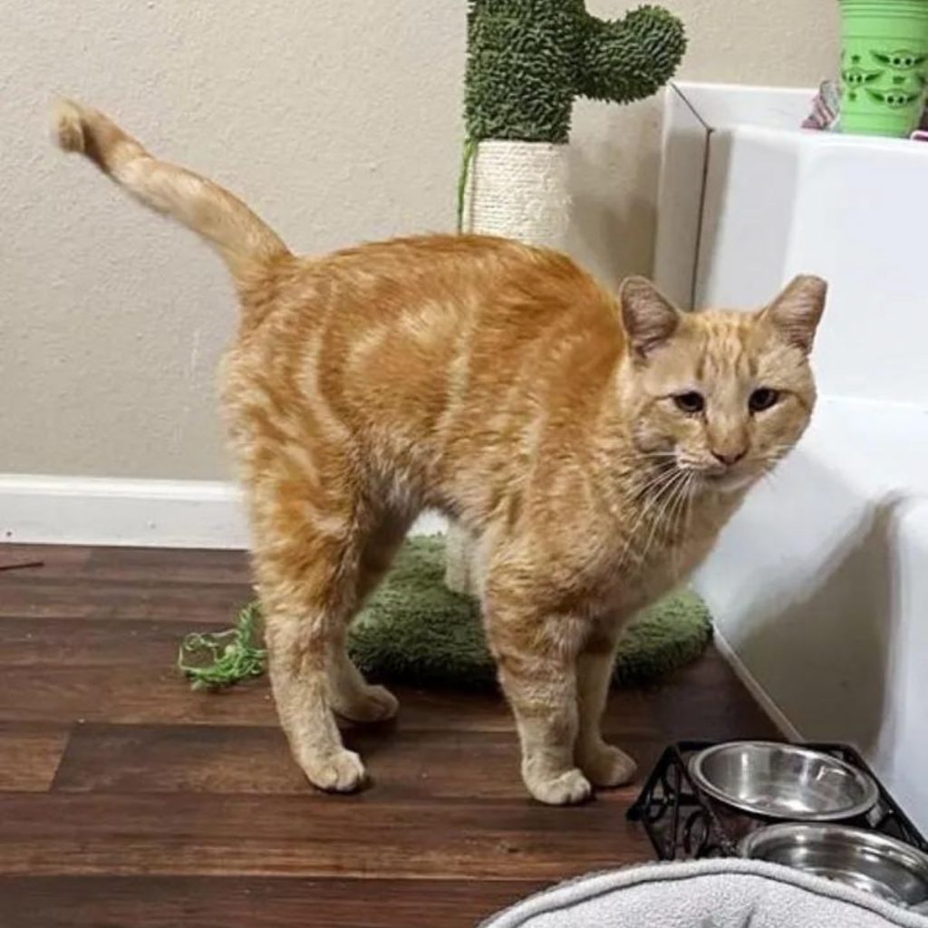 bristling cat in front of bowls of food