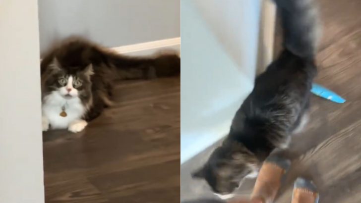 This Cat Makes The Craziest Zoomies And His Boundless Energy Will Brighten Your Day