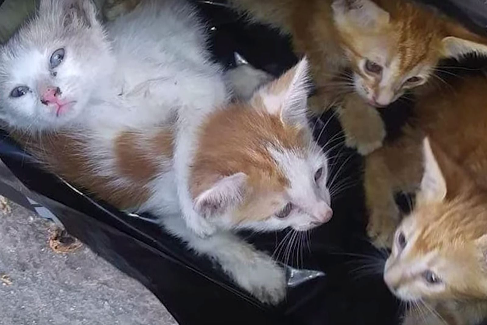 four kittens