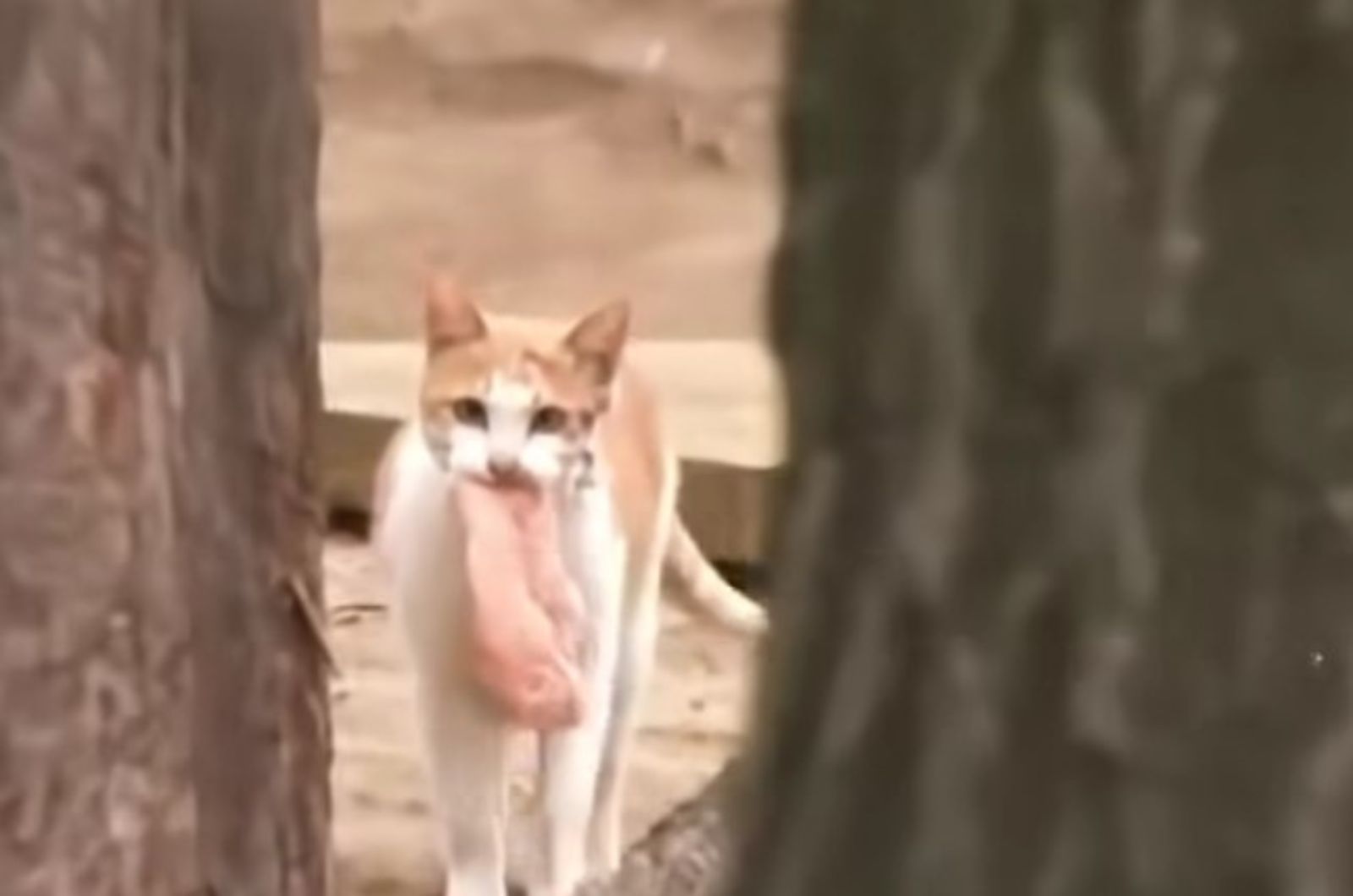 photo of cat carrying a piece of chicken