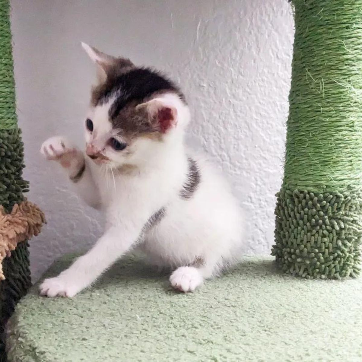 kitten playing