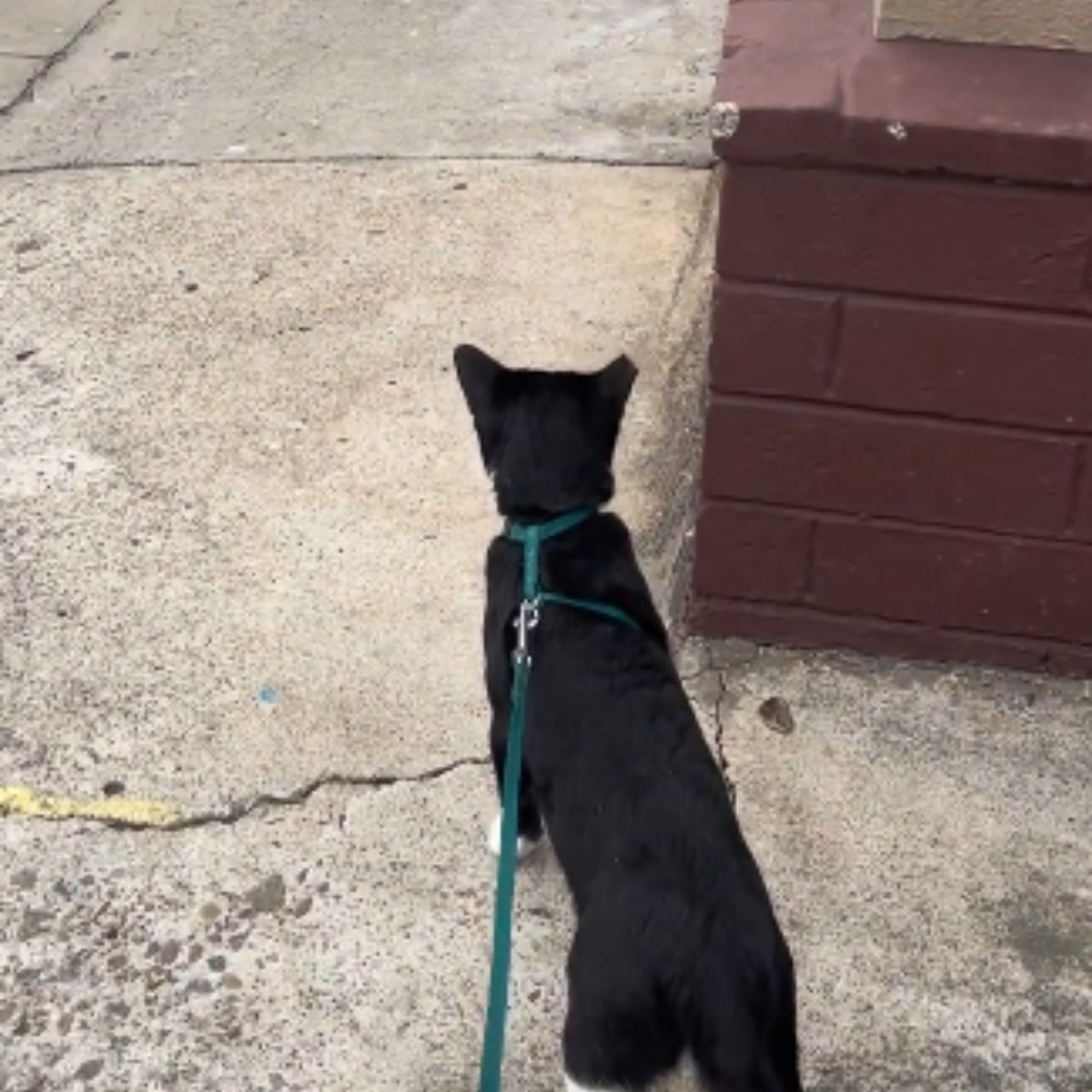 cat on a leash