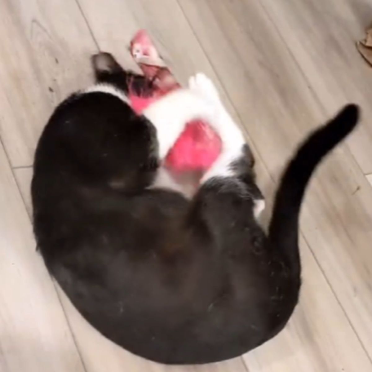 black and white cat laying down