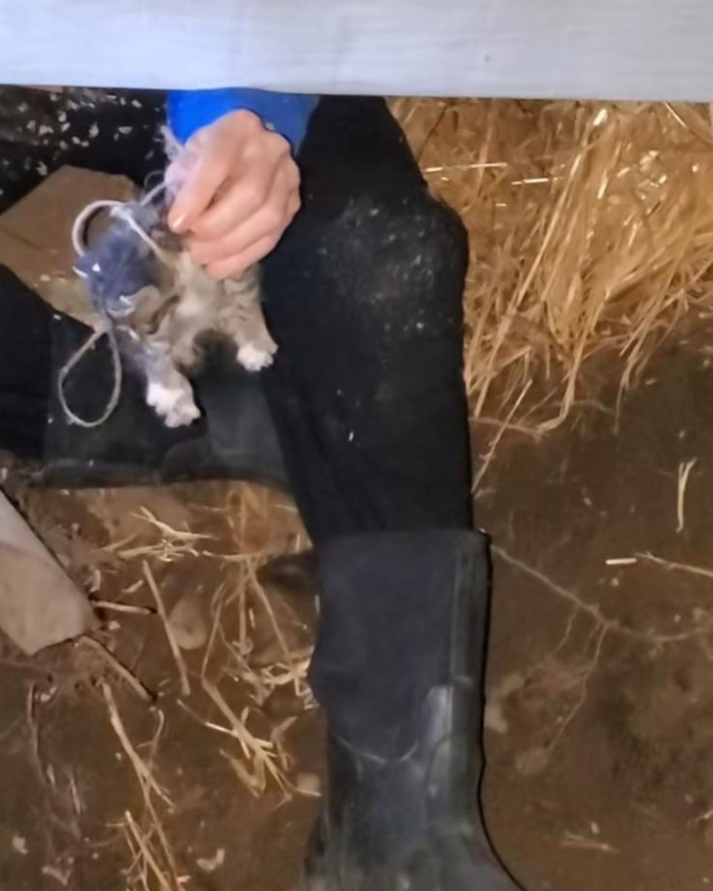 man holding a kitten