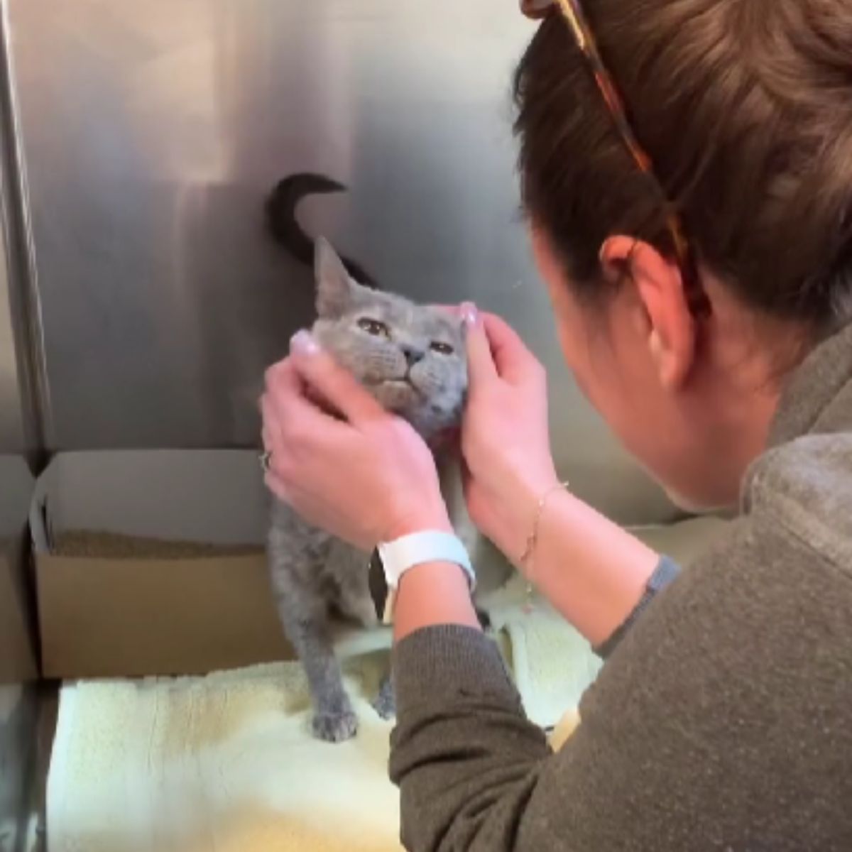 woman touching cat