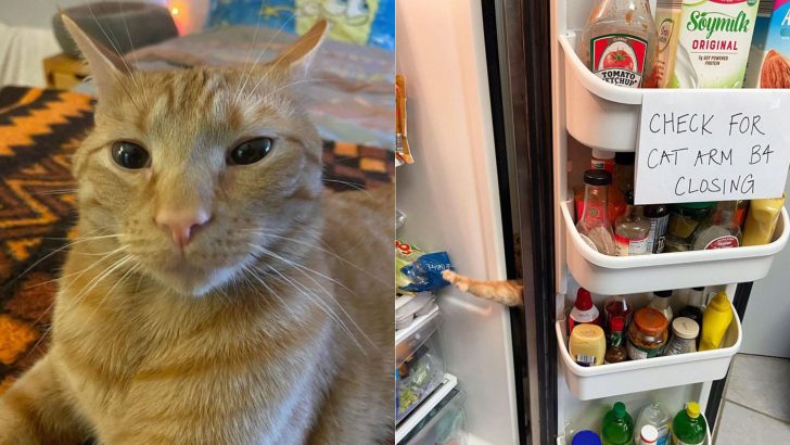 Food-Obsessed Ginger Cat Gains Viral Fame By Stressing Out His Humans