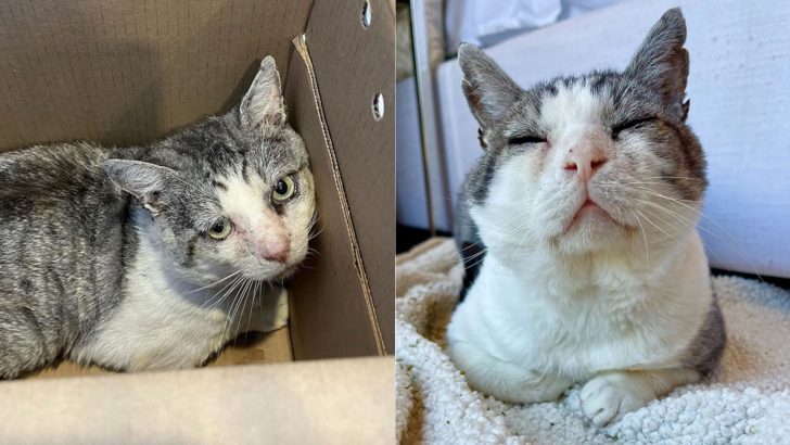 Poor Cat Was Almost Euthanized For Being Too Feral And Only A Miracle Saved Him