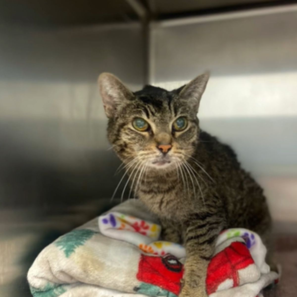 cat on blanket