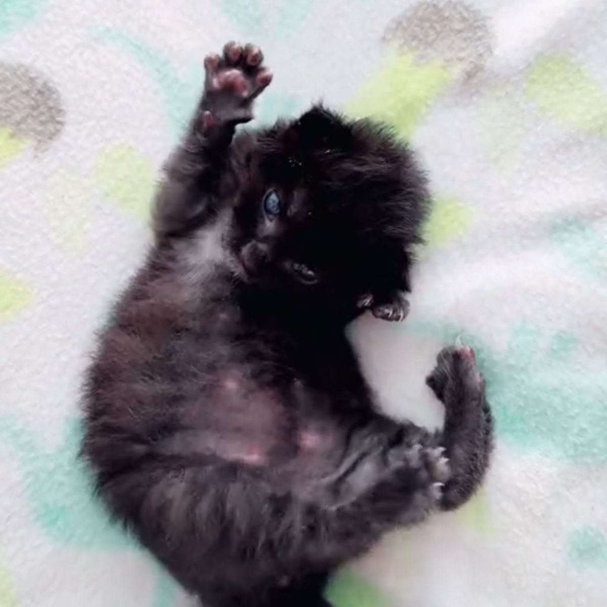 kitten stretching