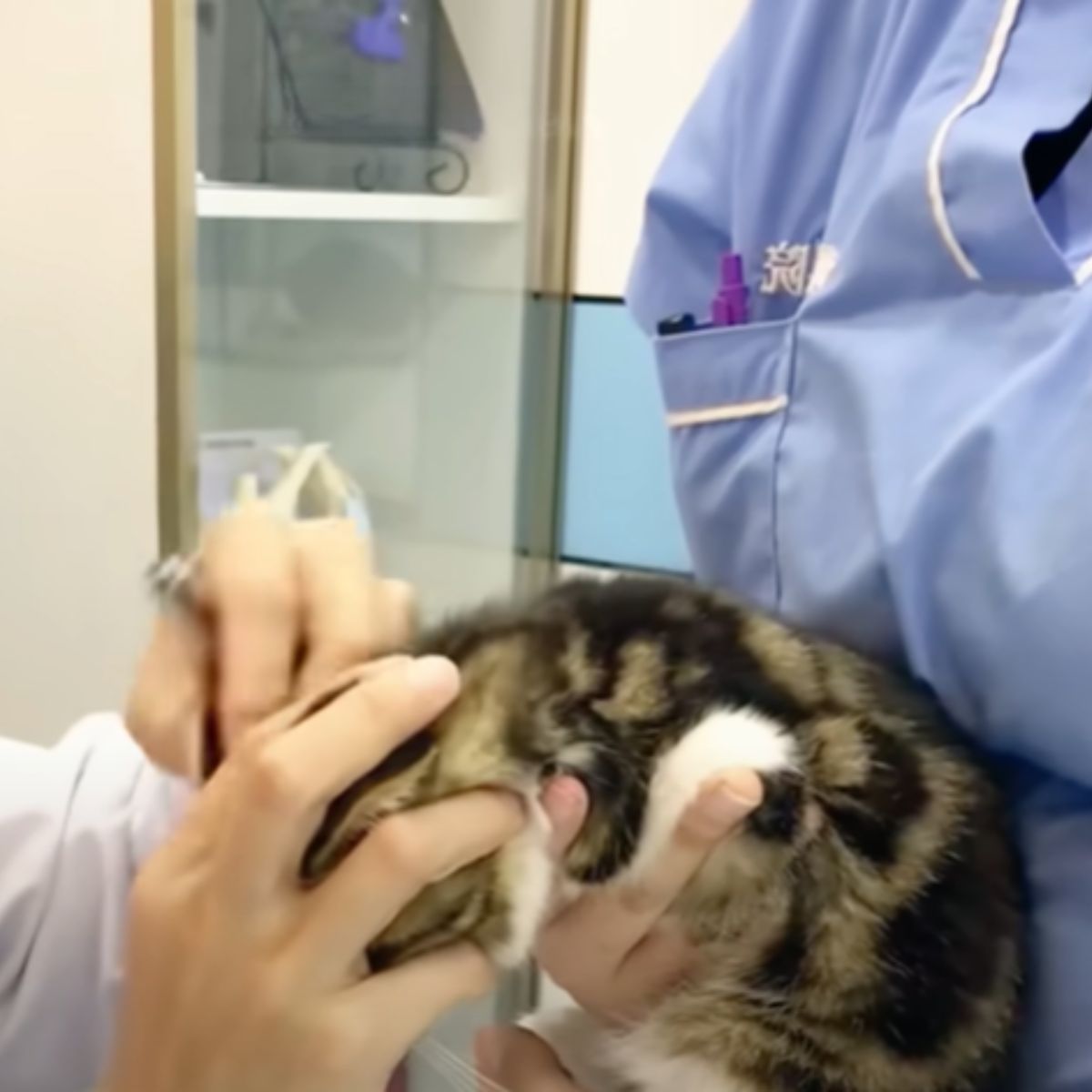 vet examining the kitten