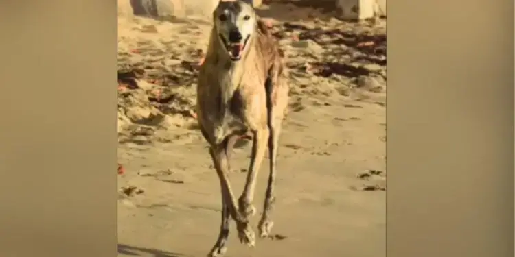 Greyhound with ‘Broken Soul’ Overwhelmed with Joy at First Beach Trip