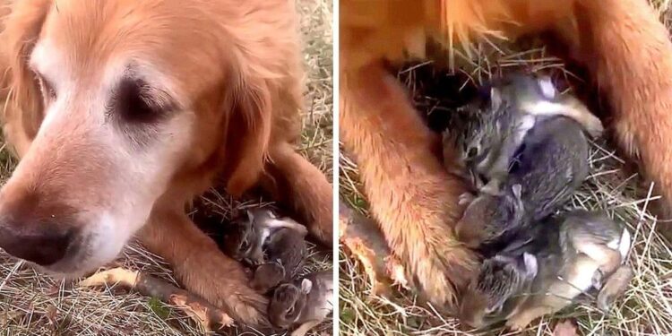 Woman Mistakes Puppies for Birds in Surprising Discovery with Her Dog