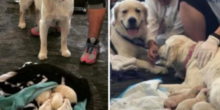 Service Dog Delivers Litter of Puppies at Florida Airport Terminal