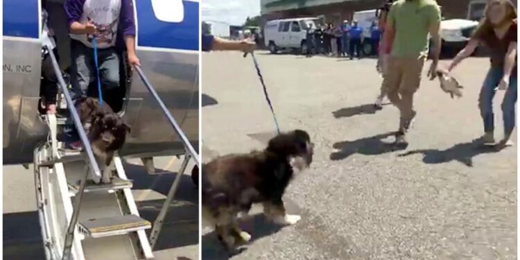 Dog Gets Off Plane and Finds Her Family Again After Being Lost for 2 Years