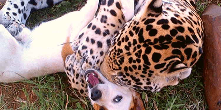 This Little Dog Becomes an Unexpected Best Friend to the Rescued Jaguar