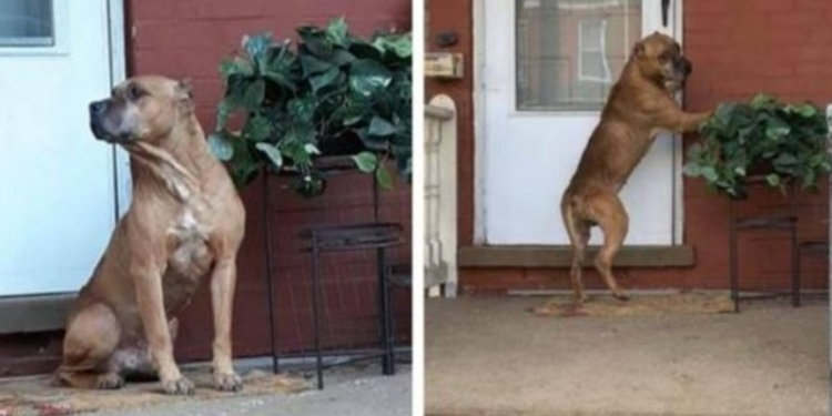 Faithful Dog Spends Weeks on Porch After Loved Ones Relocate