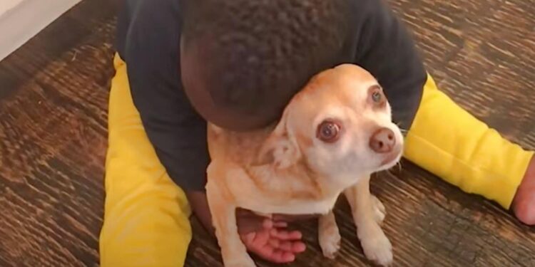 Child Vows To Support Elderly Dog That Comforted Him Through Illness