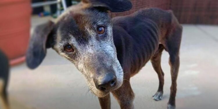 Owner Dismisses His ‘Old As Dirt’ Dog as Worthless Leading to New Caretaker