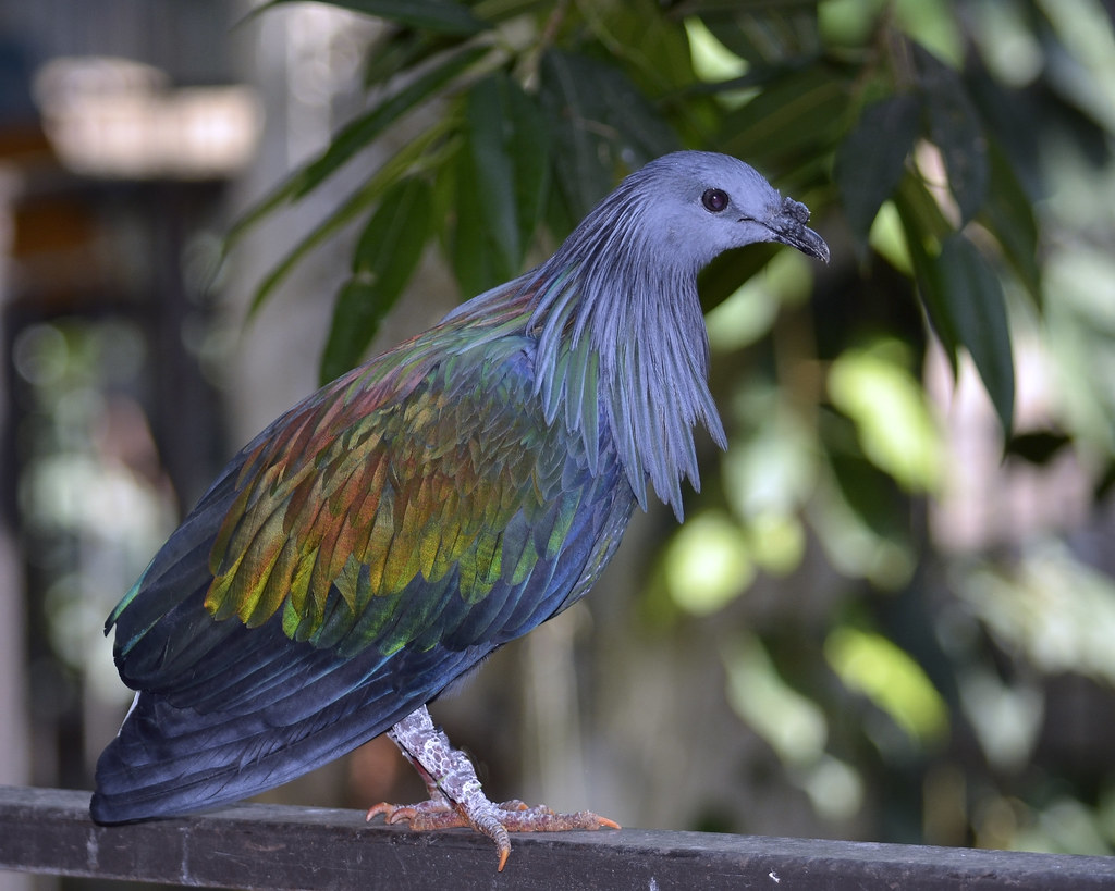 Nicobar Pigeon